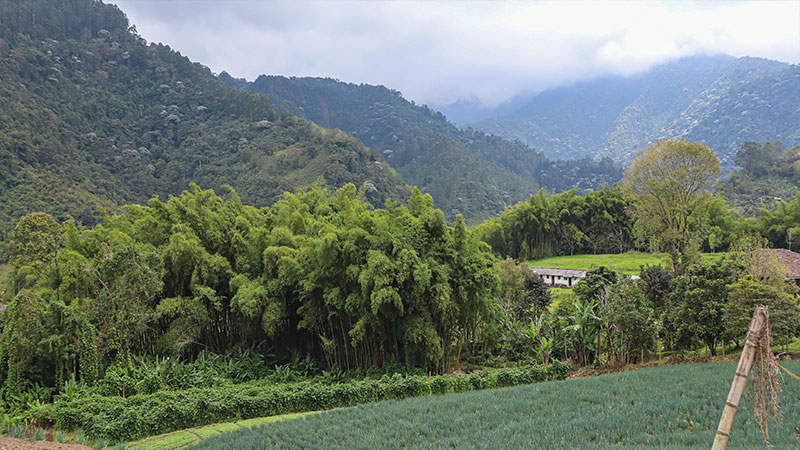 Eje Cafetero